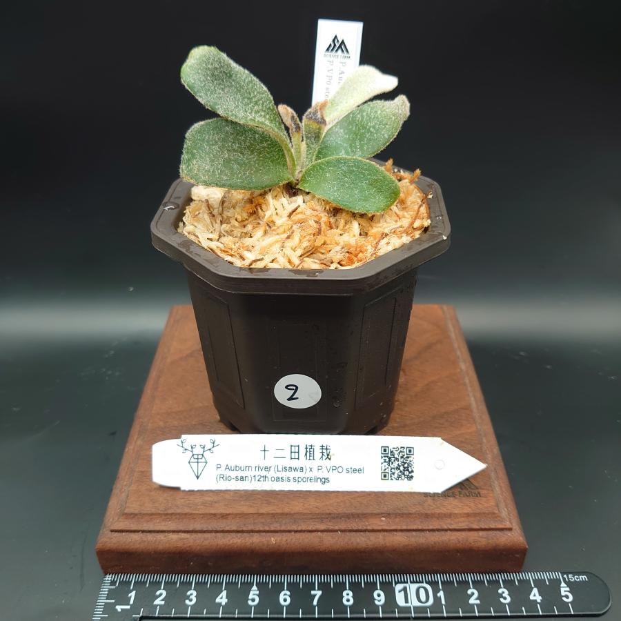 [02]P.Auburn river(Lisawa)×P.VP0 steel(Rio-san)12th oasis sporeling /十二田植栽mixスポア株 | 