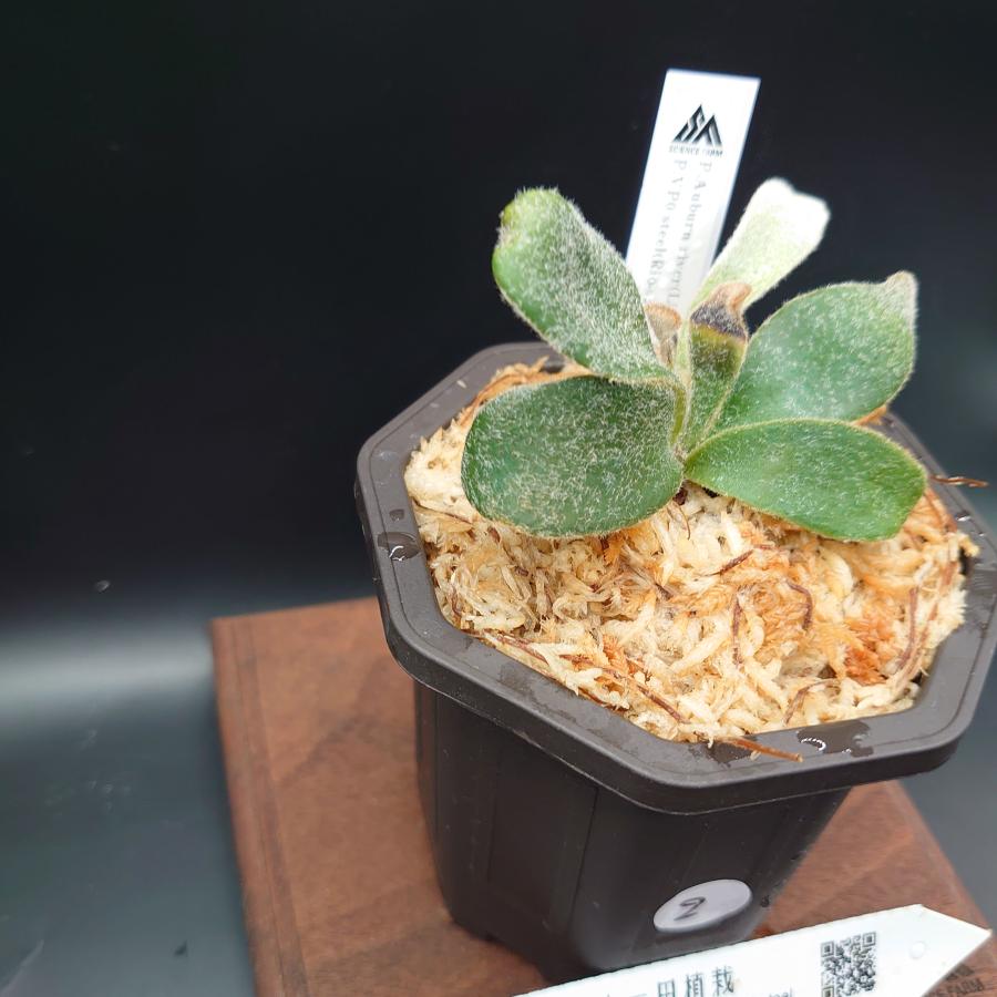 [02]P.Auburn river(Lisawa)×P.VP0 steel(Rio-san)12th oasis sporeling /十二田植栽mixスポア株 |  | 02