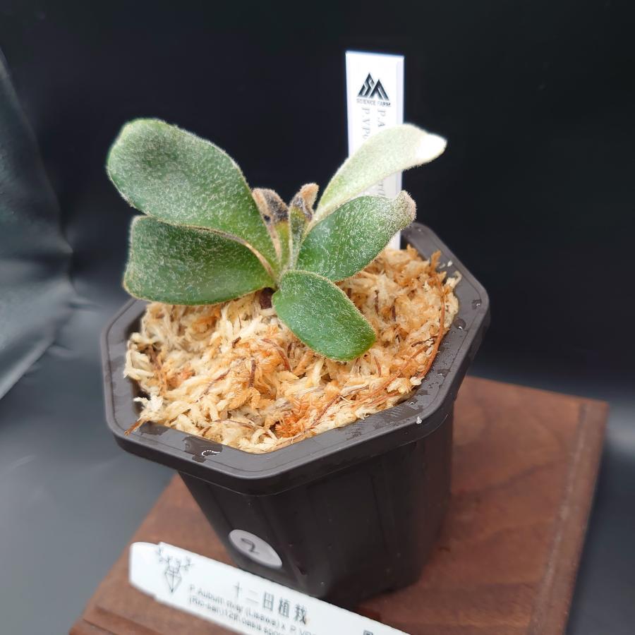 [02]P.Auburn river(Lisawa)×P.VP0 steel(Rio-san)12th oasis sporeling /十二田植栽mixスポア株 |  | 03