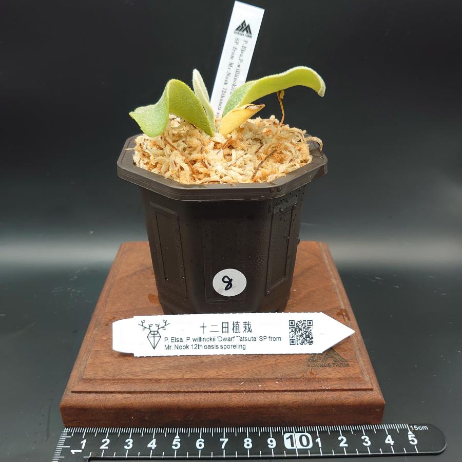 [08]P.Elsa,P.willinckii'DwarfTatsuta'SP from Mr.Nook 12th oasis sporeling/十二田植栽mixスポア株 | 