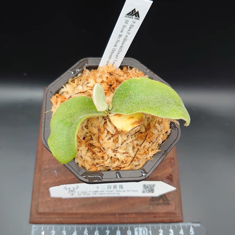 [08]P.Elsa,P.willinckii'DwarfTatsuta'SP from Mr.Nook 12th oasis sporeling/十二田植栽mixスポア株 |  | 01