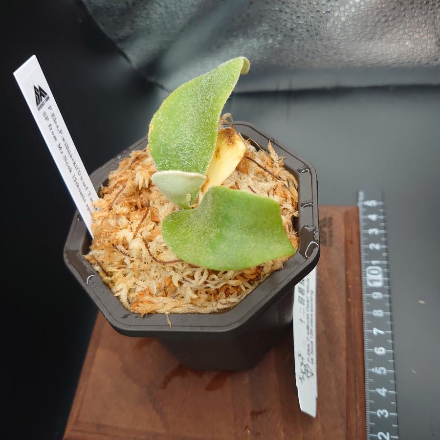 [08]P.Elsa,P.willinckii'DwarfTatsuta'SP from Mr.Nook 12th oasis sporeling/十二田植栽mixスポア株 |  | 02