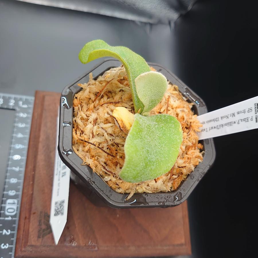 [08]P.Elsa,P.willinckii'DwarfTatsuta'SP from Mr.Nook 12th oasis sporeling/十二田植栽mixスポア株 |  | 03