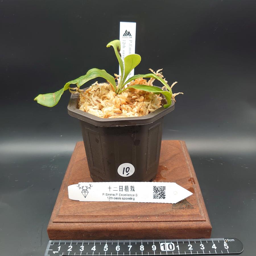 [10]P.Emma,P.Excellence S 12th oasis sporeling/十二田植栽mixスポア株 | 