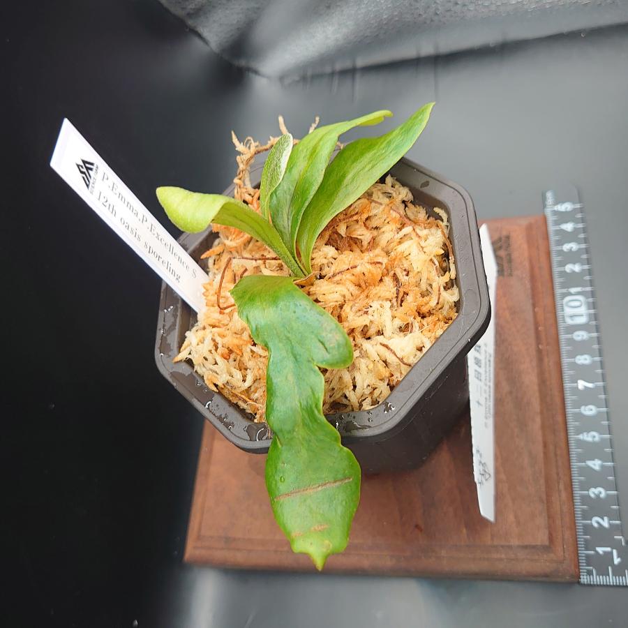 [10]P.Emma,P.Excellence S 12th oasis sporeling/十二田植栽mixスポア株 |  | 02