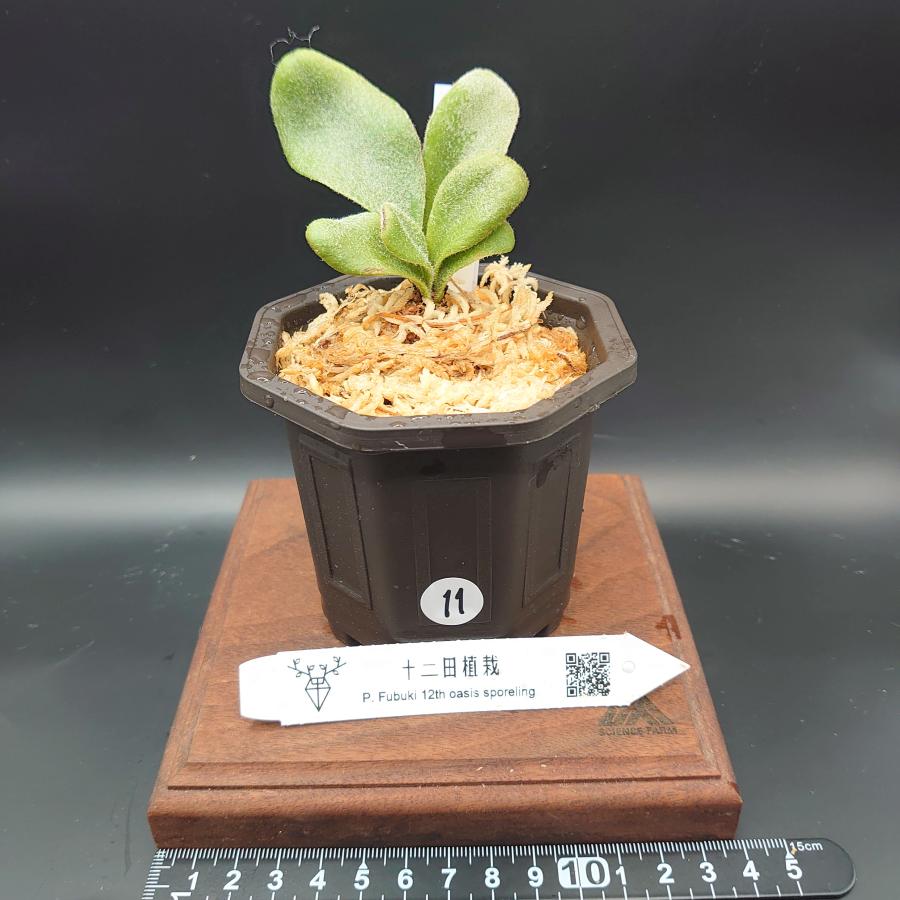 [11] P.Fubuki 12th oasis sporeling/十二田植栽mixスポア株 | 