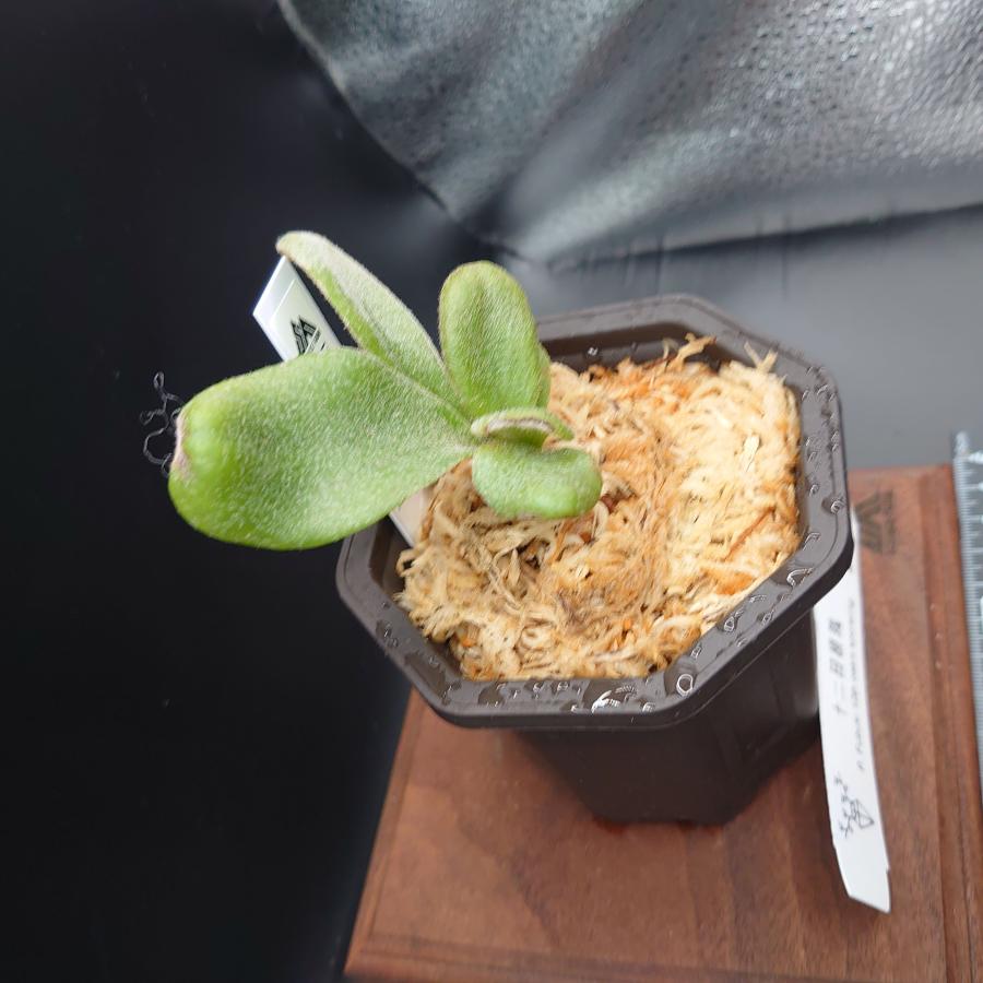 [11] P.Fubuki 12th oasis sporeling/十二田植栽mixスポア株 |  | 02