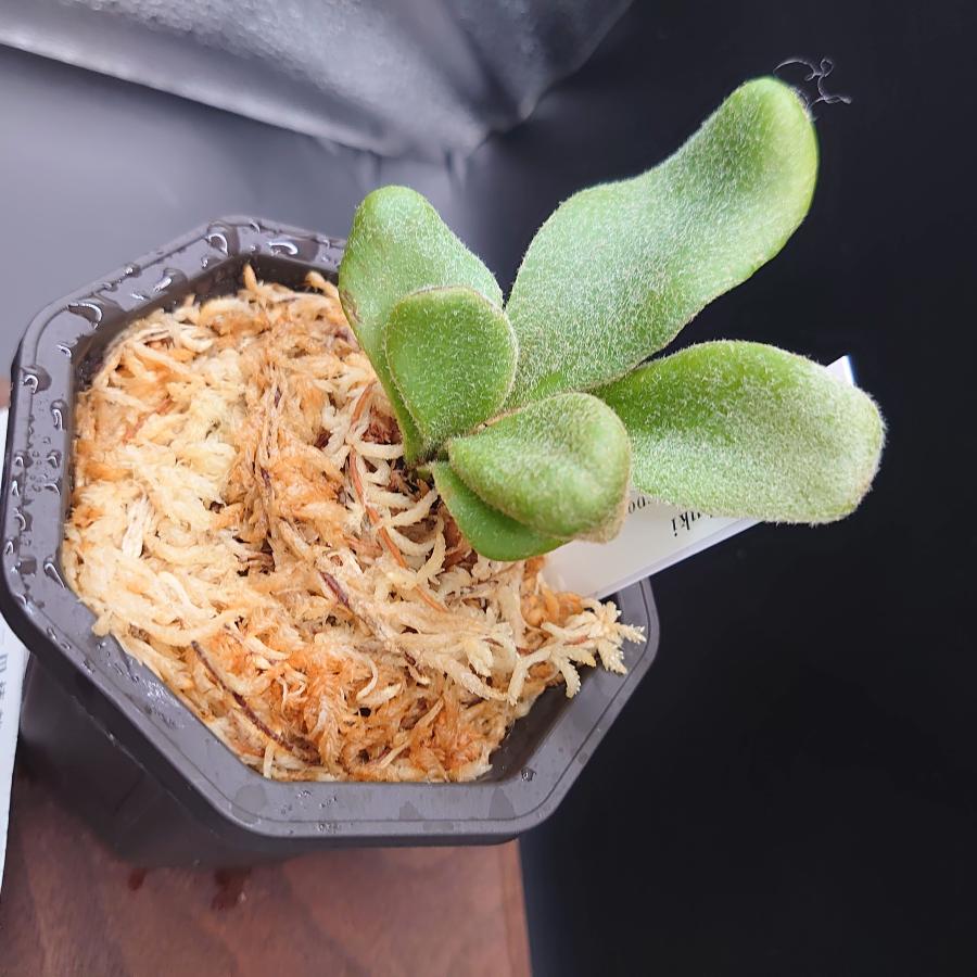 [11] P.Fubuki 12th oasis sporeling/十二田植栽mixスポア株 |  | 03