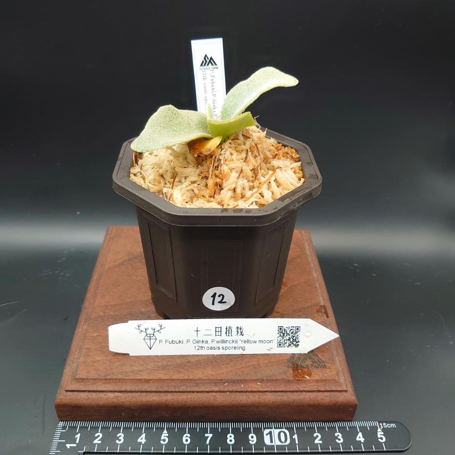 [12]P.Fubuki,P.Ginka,P.willinckii'Yellow moon' 12th oasis sporeling/十二田植栽mixスポア株 | 