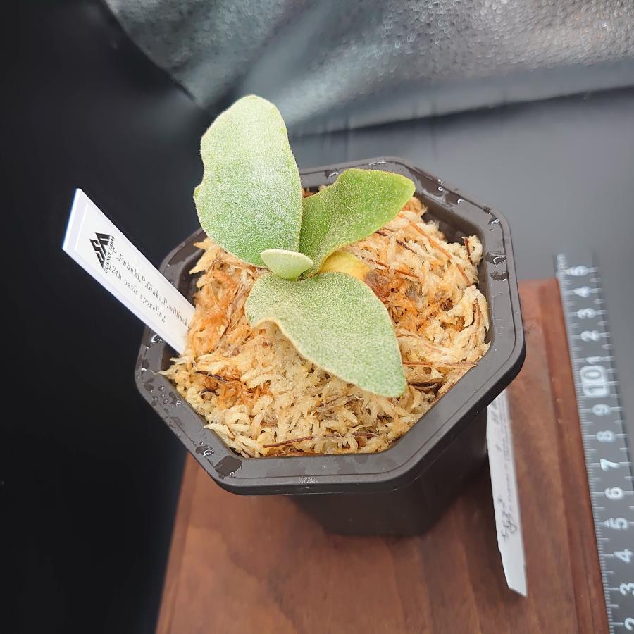 [12]P.Fubuki,P.Ginka,P.willinckii'Yellow moon' 12th oasis sporeling/十二田植栽mixスポア株 |  | 02