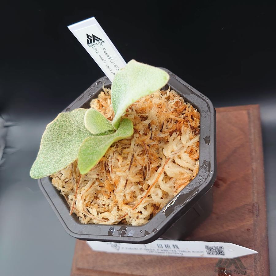 [12]P.Fubuki,P.Ginka,P.willinckii'Yellow moon' 12th oasis sporeling/十二田植栽mixスポア株 |  | 03