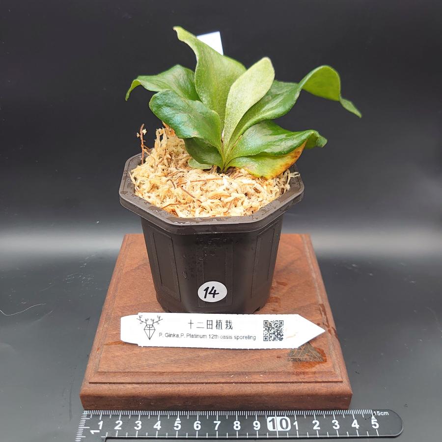 [14]P.Ginka, P.Platinum 12th oasis sporeling/十二田植栽mixスポア株 | 