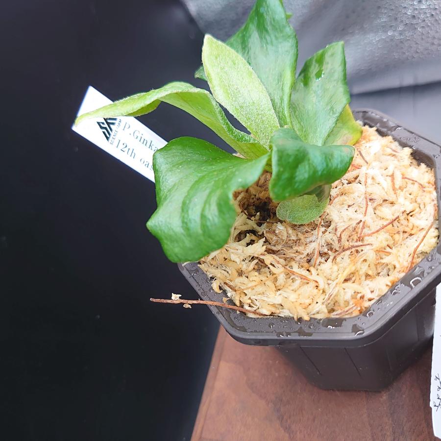 [14]P.Ginka, P.Platinum 12th oasis sporeling/十二田植栽mixスポア株 |  | 02