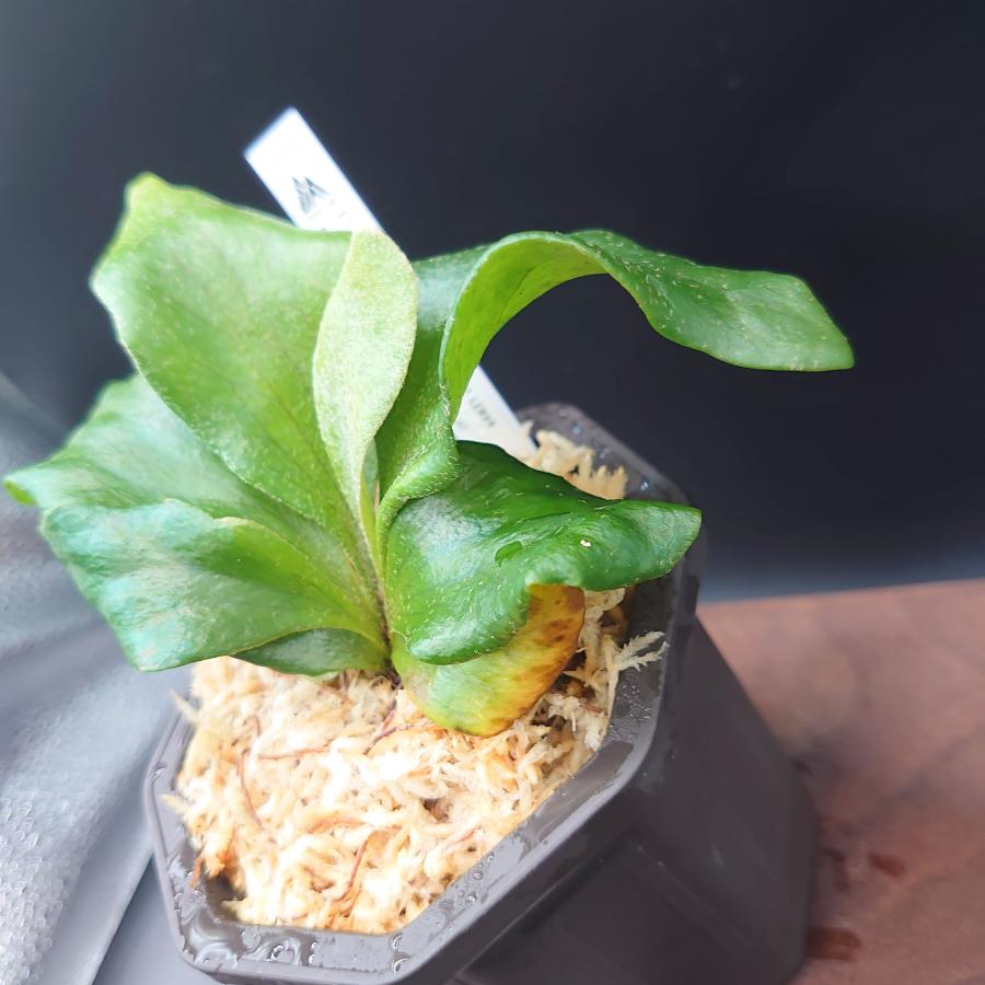 [14]P.Ginka, P.Platinum 12th oasis sporeling/十二田植栽mixスポア株 |  | 03