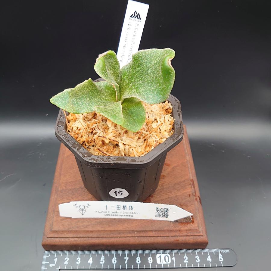 [15]P.Ginka,P.veitchii 2nd edition 12th oasis sporeling/十二田植栽mixスポア株 | 