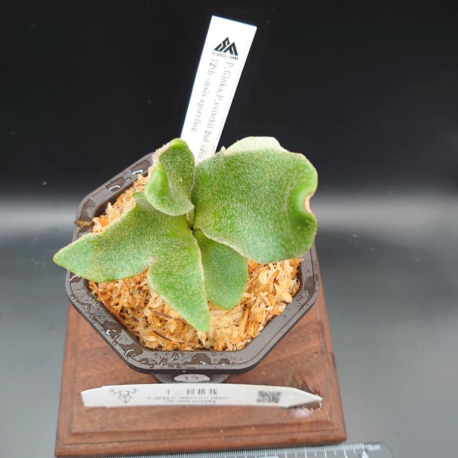 [15]P.Ginka,P.veitchii 2nd edition 12th oasis sporeling/十二田植栽mixスポア株 |  | 01
