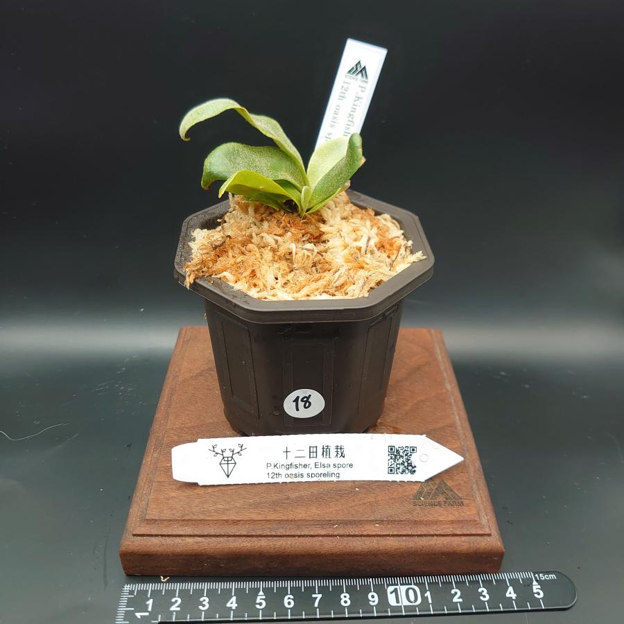 platinum ✖️ Bogor suddan ミックススポア suddan ✖️ Bogor