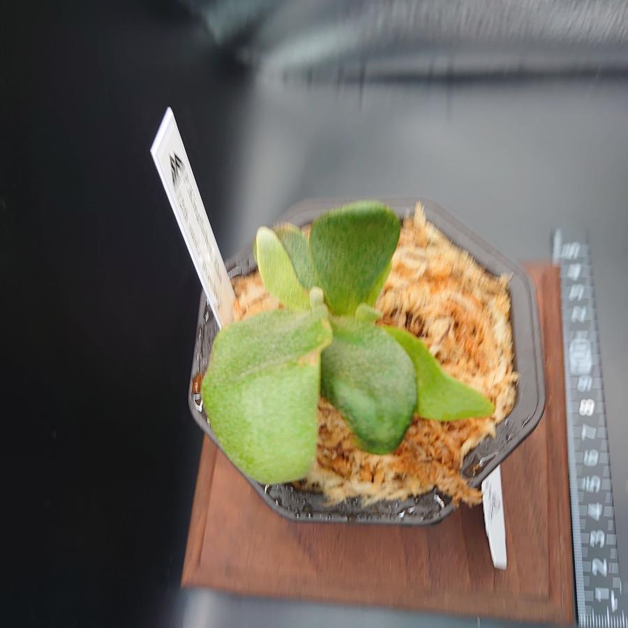 [18]P.Kingfisher, Elsa spore 12th oasis sporeling/十二田植栽mixスポア株 |  | 02