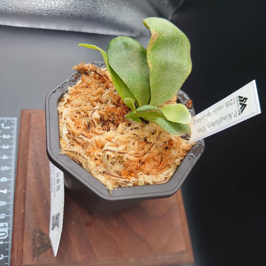 [18]P.Kingfisher, Elsa spore 12th oasis sporeling/十二田植栽mixスポア株 |  | 03