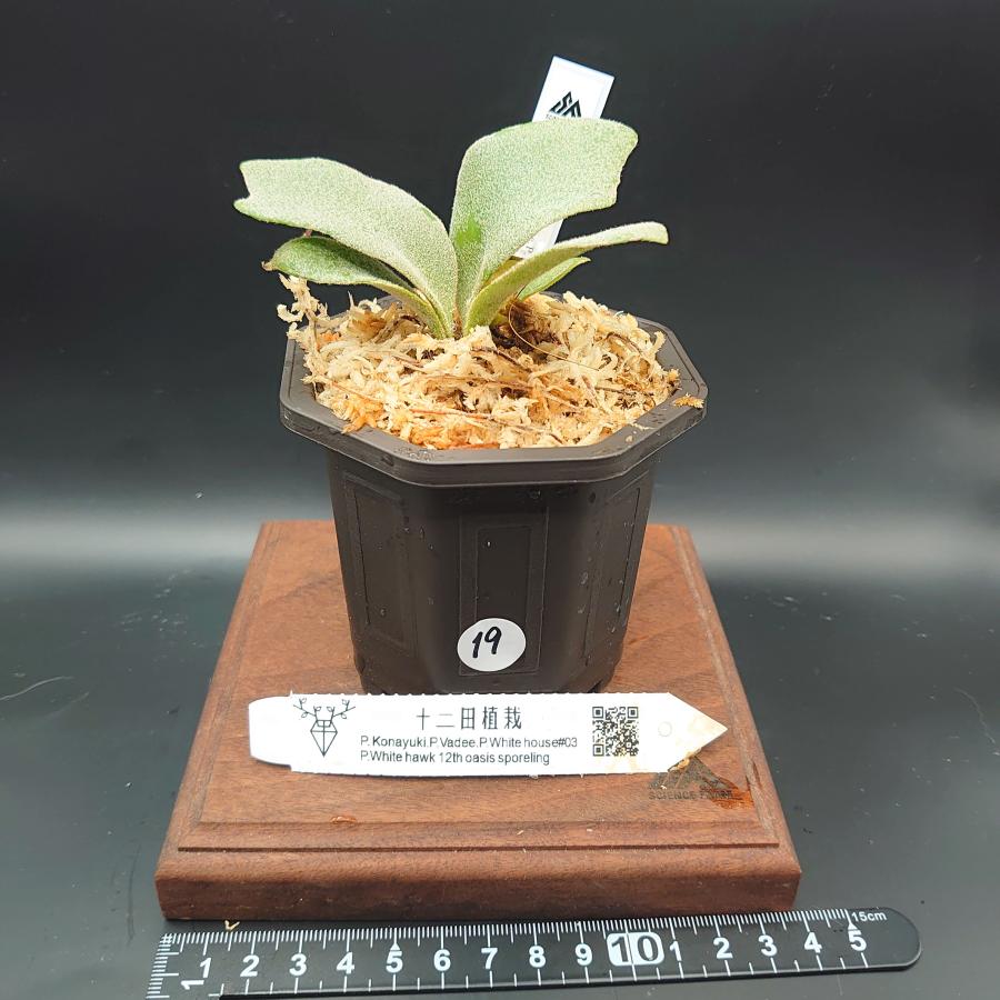 [19]P.Konayuki.P.Vadee.P.White house#03 P.White hawk 12th oasis sporeling/十二田植栽mixスポア株 | 