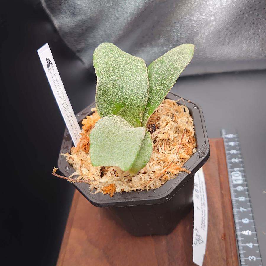 [19]P.Konayuki.P.Vadee.P.White house#03 P.White hawk 12th oasis sporeling/十二田植栽mixスポア株 |  | 02