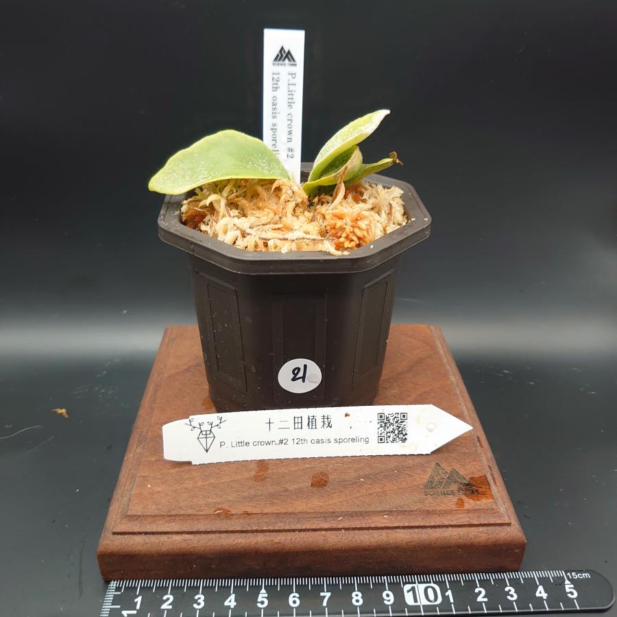 [21]P.Little crown#2 12th oasis sporeling/十二田植栽mixスポア株 | 