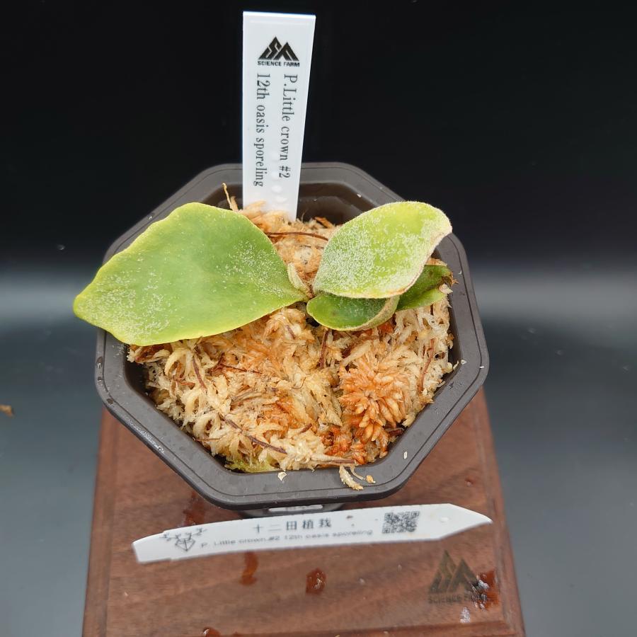 [21]P.Little crown#2 12th oasis sporeling/十二田植栽mixスポア株 |  | 01