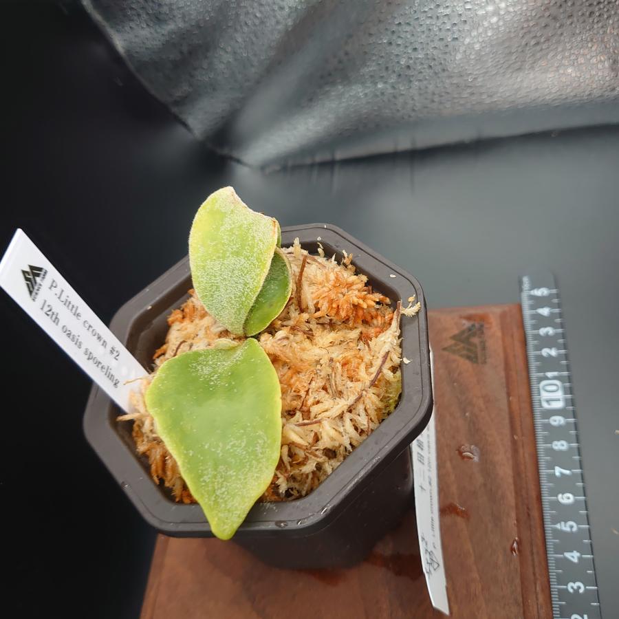 [21]P.Little crown#2 12th oasis sporeling/十二田植栽mixスポア株 |  | 02