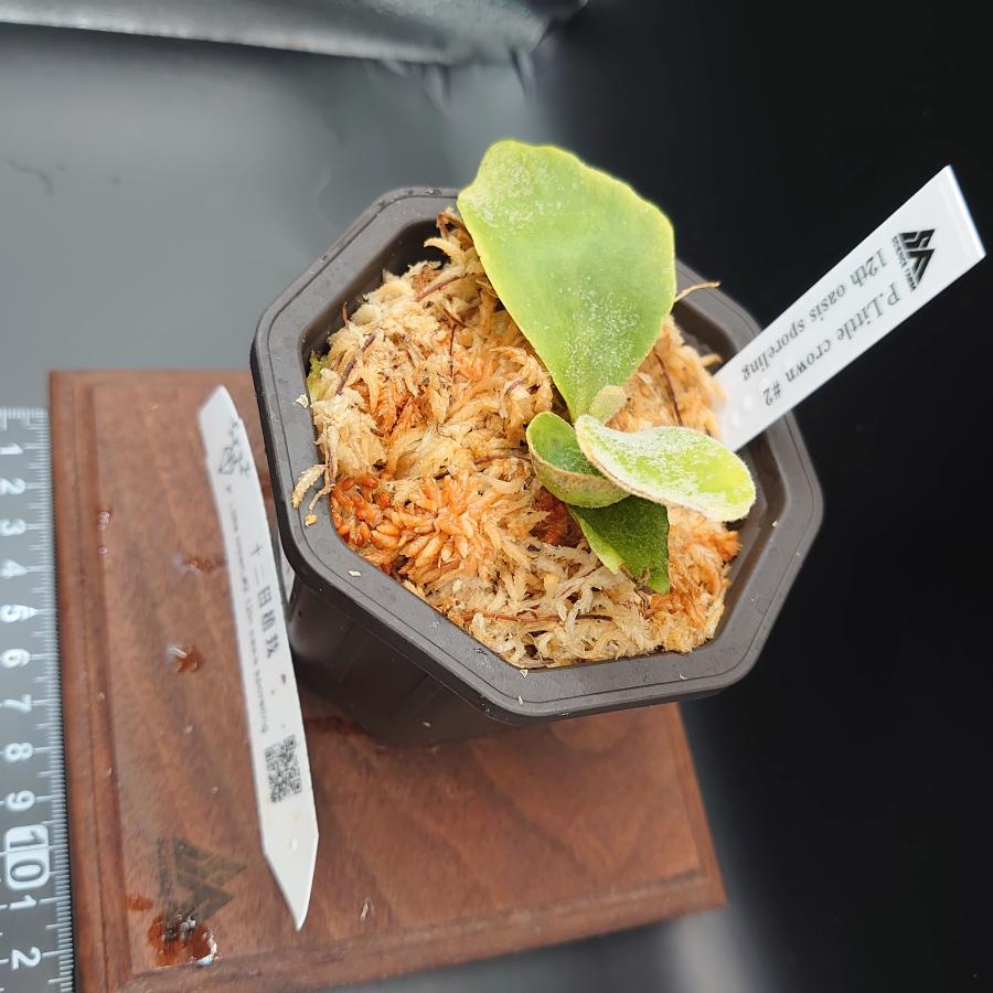 [21]P.Little crown#2 12th oasis sporeling/十二田植栽mixスポア株 |  | 03