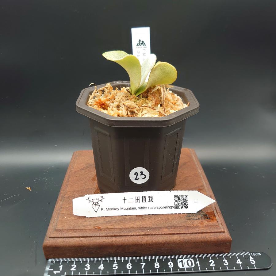 [23]P.Monkey Mountain,white rose 12th oasis sporeling/十二田植栽mixスポア株 | 