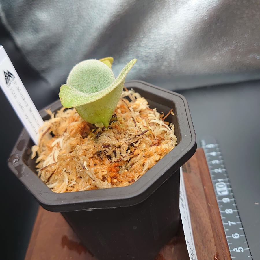 [23]P.Monkey Mountain,white rose 12th oasis sporeling/十二田植栽mixスポア株 |  | 02