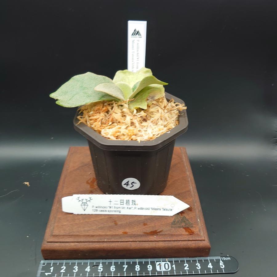 [45]P.willinckii'#1 from Mr.Kai',P.willinckii'Miami Tatsuta' 12th oasis sporeling/十二田植栽mixスポア株 | 