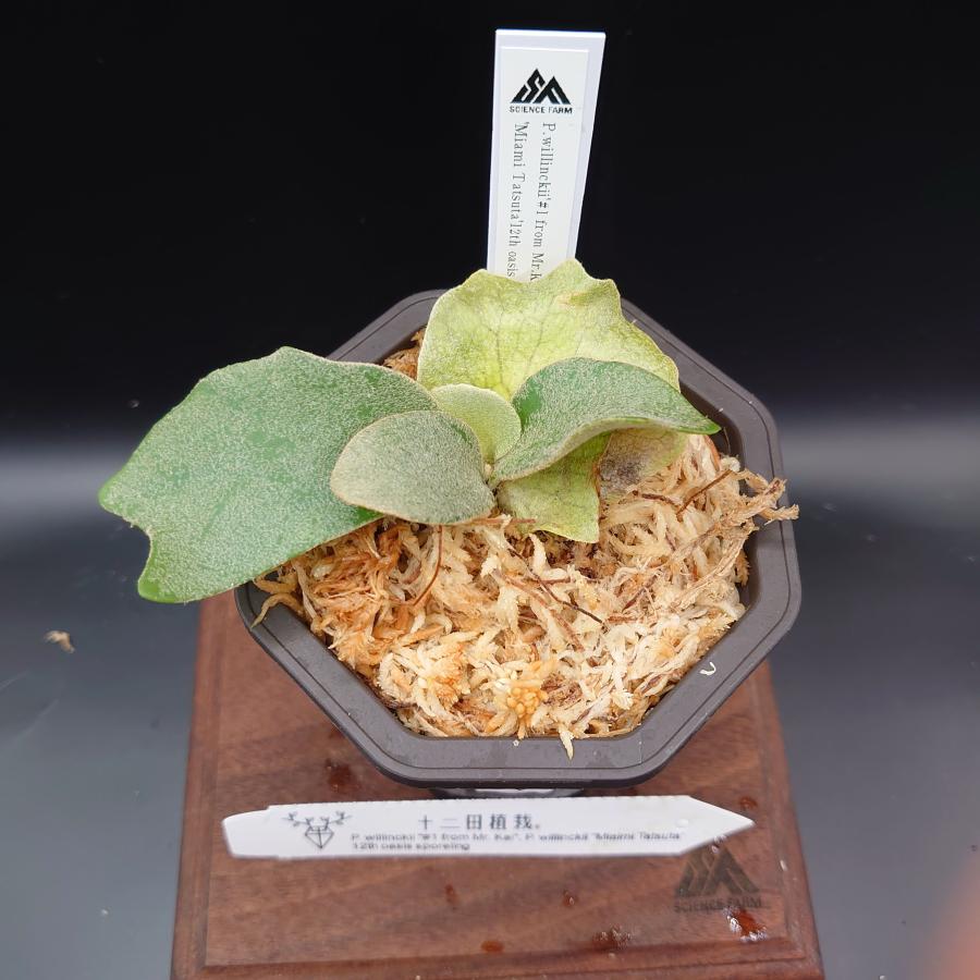 [45]P.willinckii'#1 from Mr.Kai',P.willinckii'Miami Tatsuta' 12th oasis sporeling/十二田植栽mixスポア株 |  | 01