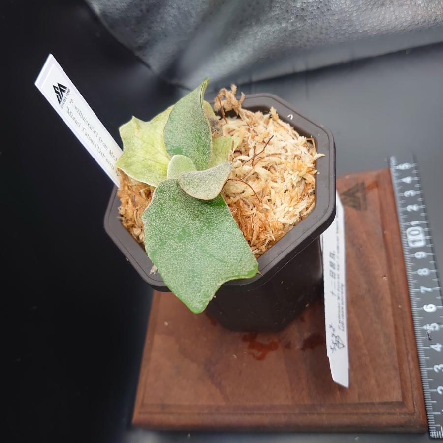 [45]P.willinckii'#1 from Mr.Kai',P.willinckii'Miami Tatsuta' 12th oasis sporeling/十二田植栽mixスポア株 |  | 02