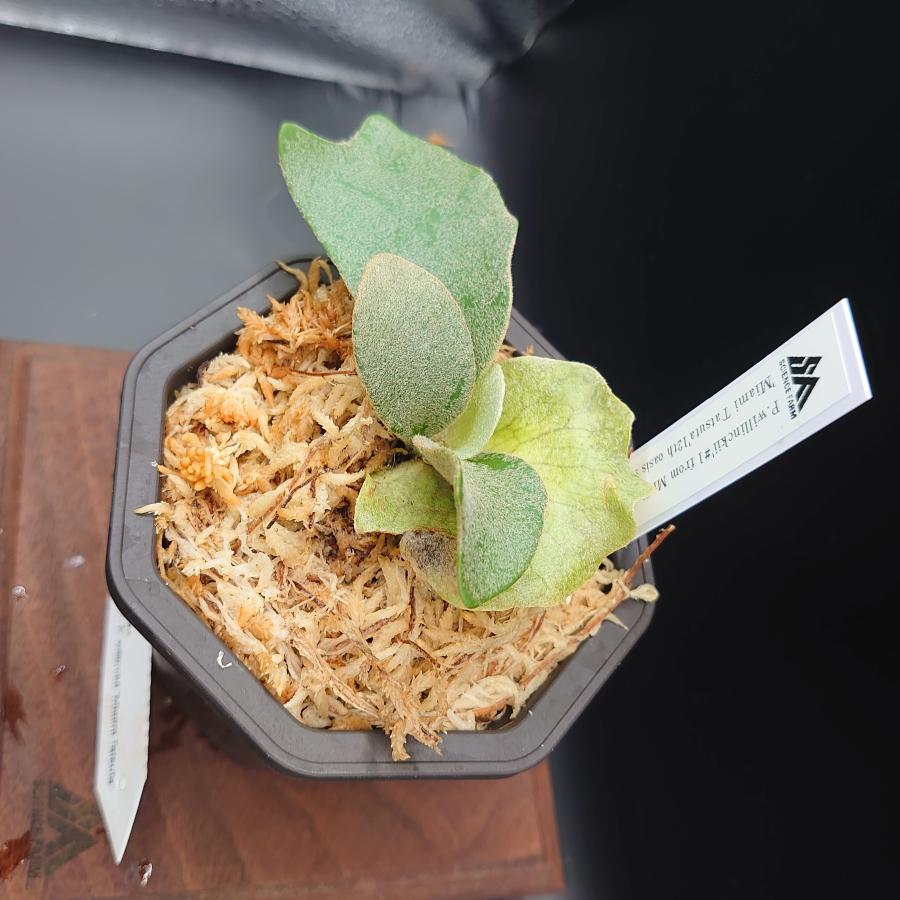 [45]P.willinckii'#1 from Mr.Kai',P.willinckii'Miami Tatsuta' 12th oasis sporeling/十二田植栽mixスポア株 |  | 03