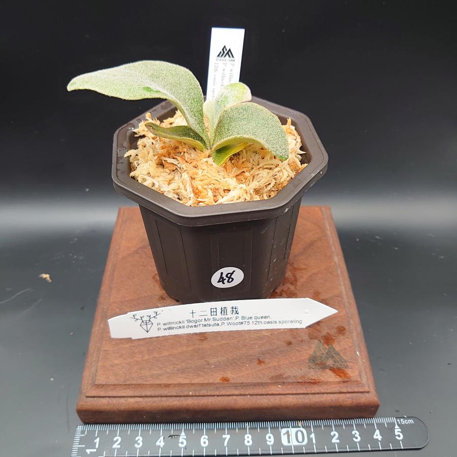 [48]P.willinckii'Bogor Mr.Suddan'P.Blue queen,P.willinckii dwarf tatsuta,P.Woot#75 12th oasis sporeling/十二田植栽mixスポア株 | 