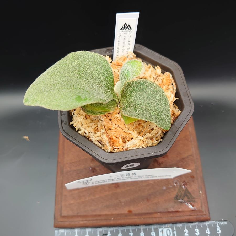 P. willinckii 'Bogor Mr. Suddan スポア株 【公式通販】