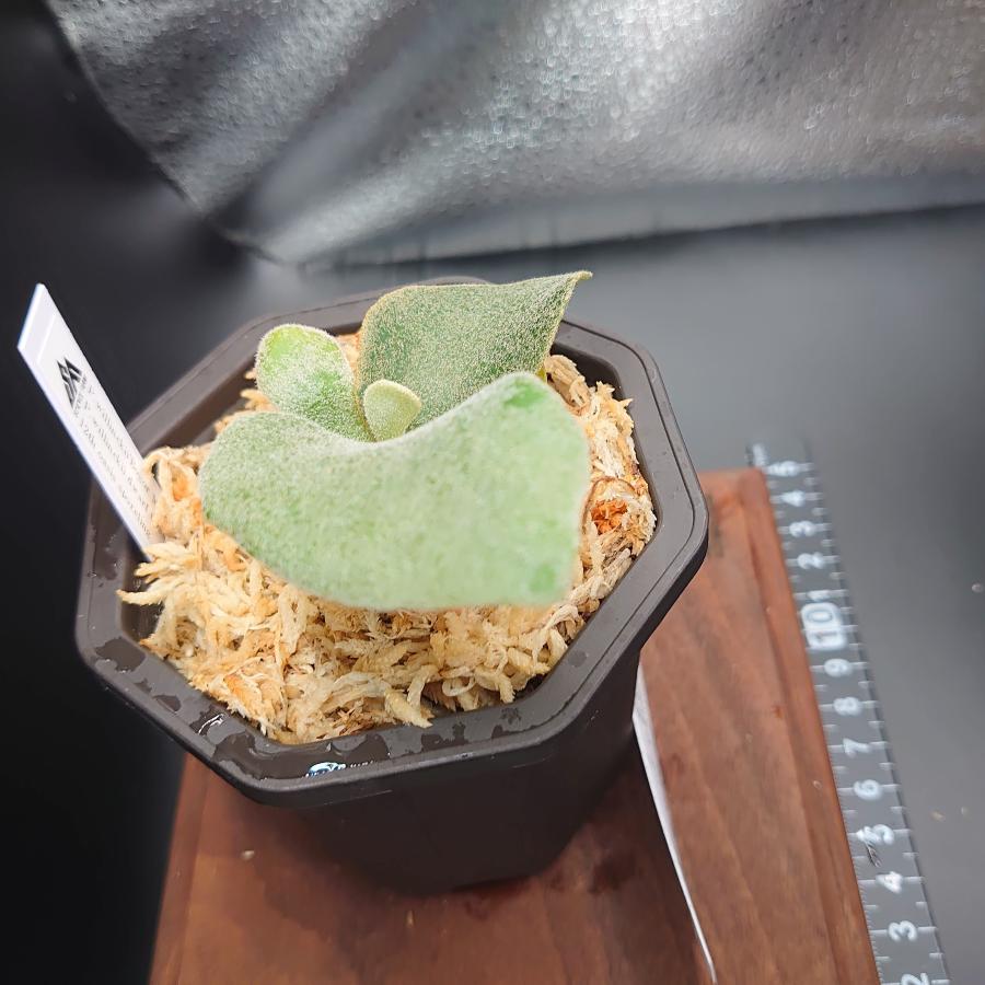 [48]P.willinckii'Bogor Mr.Suddan'P.Blue queen,P.willinckii dwarf tatsuta,P.Woot#75 12th oasis sporeling/十二田植栽mixスポア株 |  | 02