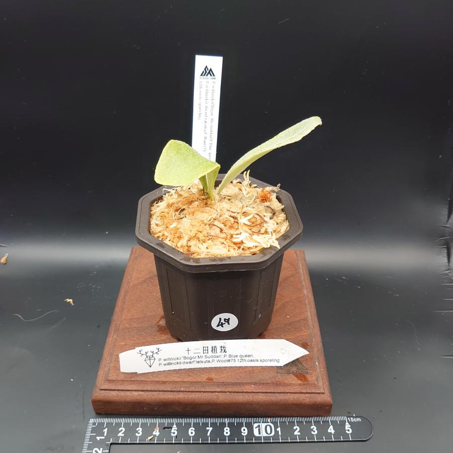 [49]P.willinckii'Bogor Mr.Suddan'P.Blue queen,P.willinckii dwarf tatsuta,P.Woot#75 12th oasis sporeling/十二田植栽mixスポア株 | 