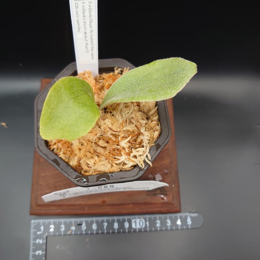 [49]P.willinckii'Bogor Mr.Suddan'P.Blue queen,P.willinckii dwarf tatsuta,P.Woot#75 12th oasis sporeling/十二田植栽mixスポア株 |  | 01