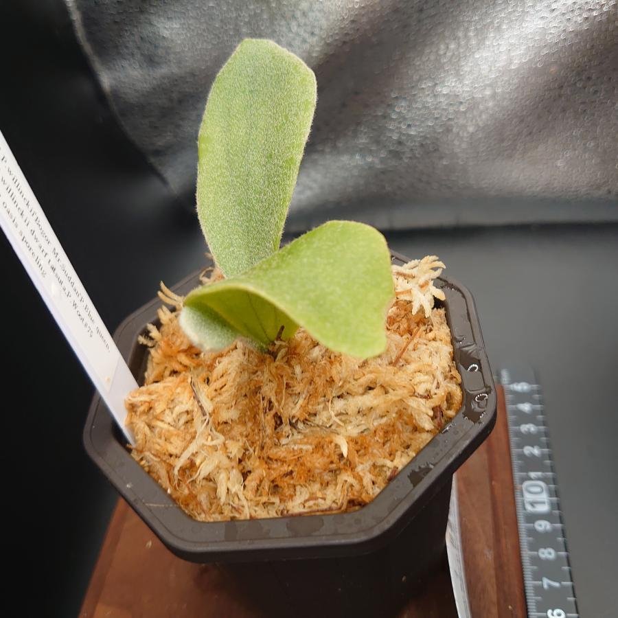 [49]P.willinckii'Bogor Mr.Suddan'P.Blue queen,P.willinckii dwarf tatsuta,P.Woot#75 12th oasis sporeling/十二田植栽mixスポア株 |  | 02