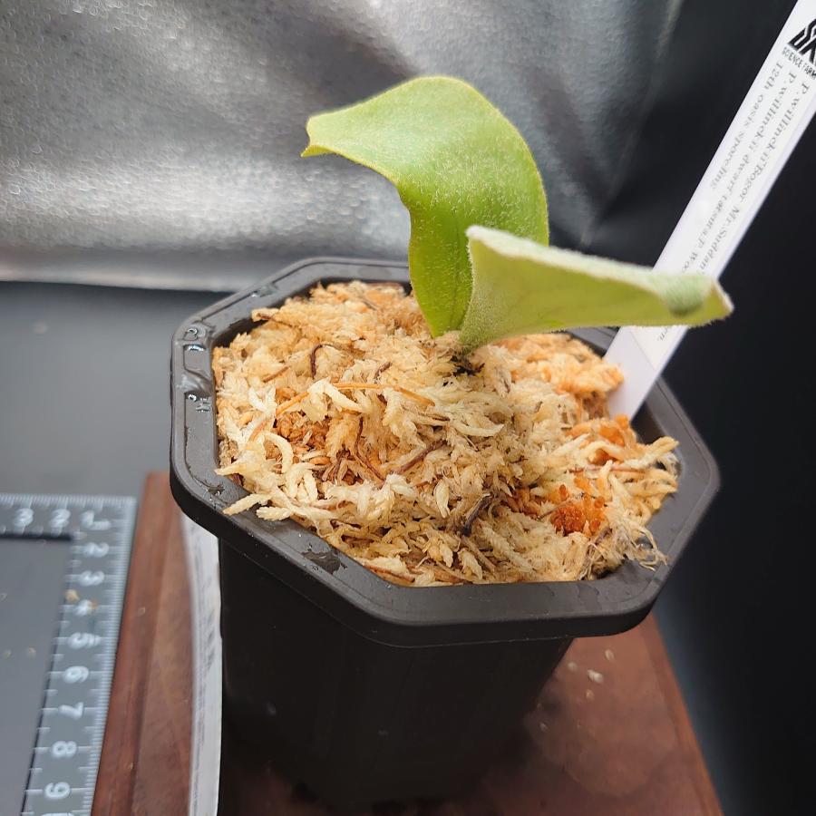 [49]P.willinckii'Bogor Mr.Suddan'P.Blue queen,P.willinckii dwarf tatsuta,P.Woot#75 12th oasis sporeling/十二田植栽mixスポア株 |  | 03