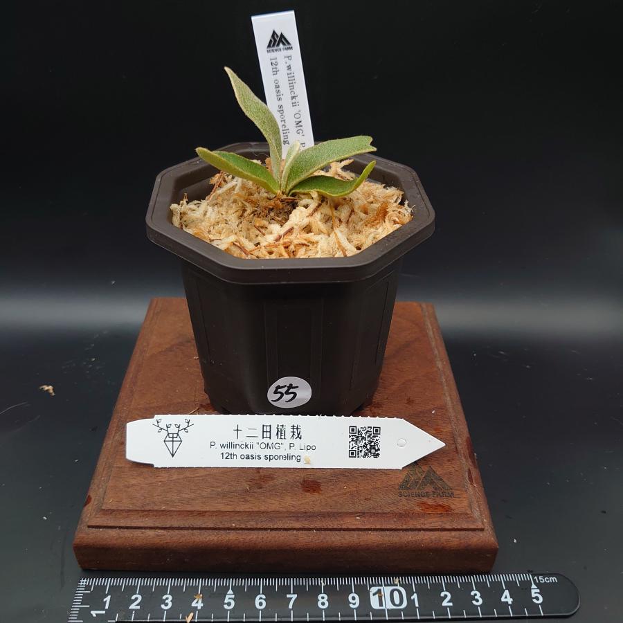 [55]P.willinckii'OMG',P.Lipo 12th oasis sporeling/十二田植栽mixスポア株 | 