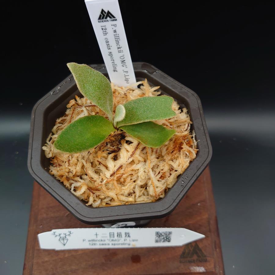 [55]P.willinckii'OMG',P.Lipo 12th oasis sporeling/十二田植栽mixスポア株 |  | 01