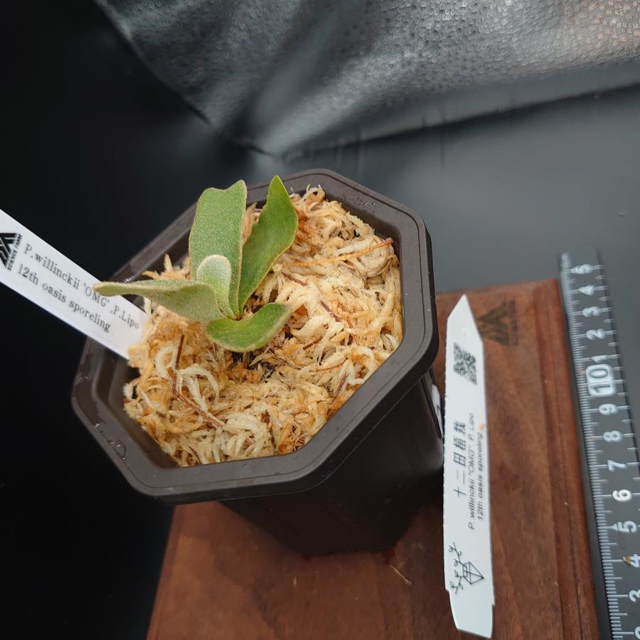 [55]P.willinckii'OMG',P.Lipo 12th oasis sporeling/十二田植栽mixスポア株 |  | 02