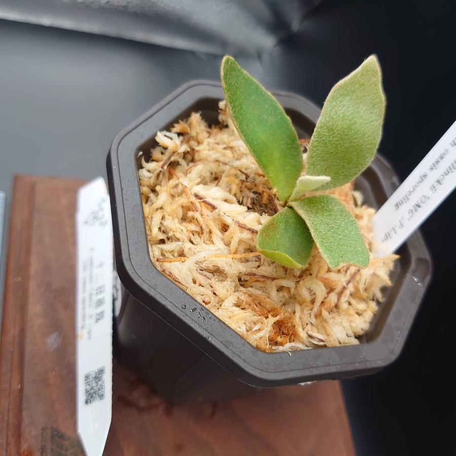 [55]P.willinckii'OMG',P.Lipo 12th oasis sporeling/十二田植栽mixスポア株 |  | 03