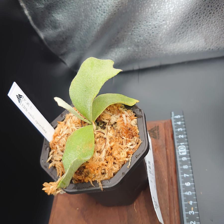 [65]P.武士 12th oasis sporeling/十二田植栽mixスポア株 |  | 02