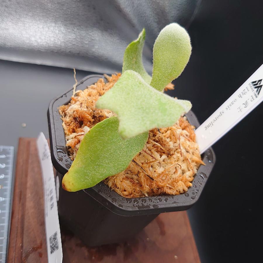 [65]P.武士 12th oasis sporeling/十二田植栽mixスポア株 |  | 03