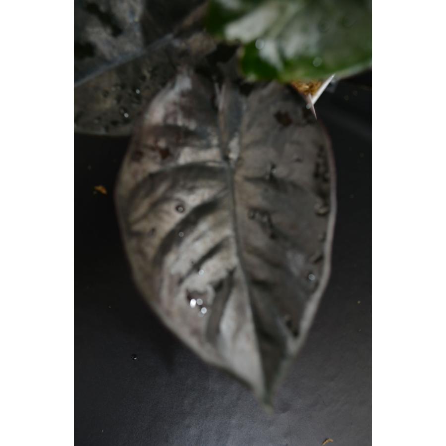 Alocasia infernalis アロカシア インフェルナリス 【観葉植物】輸入株 