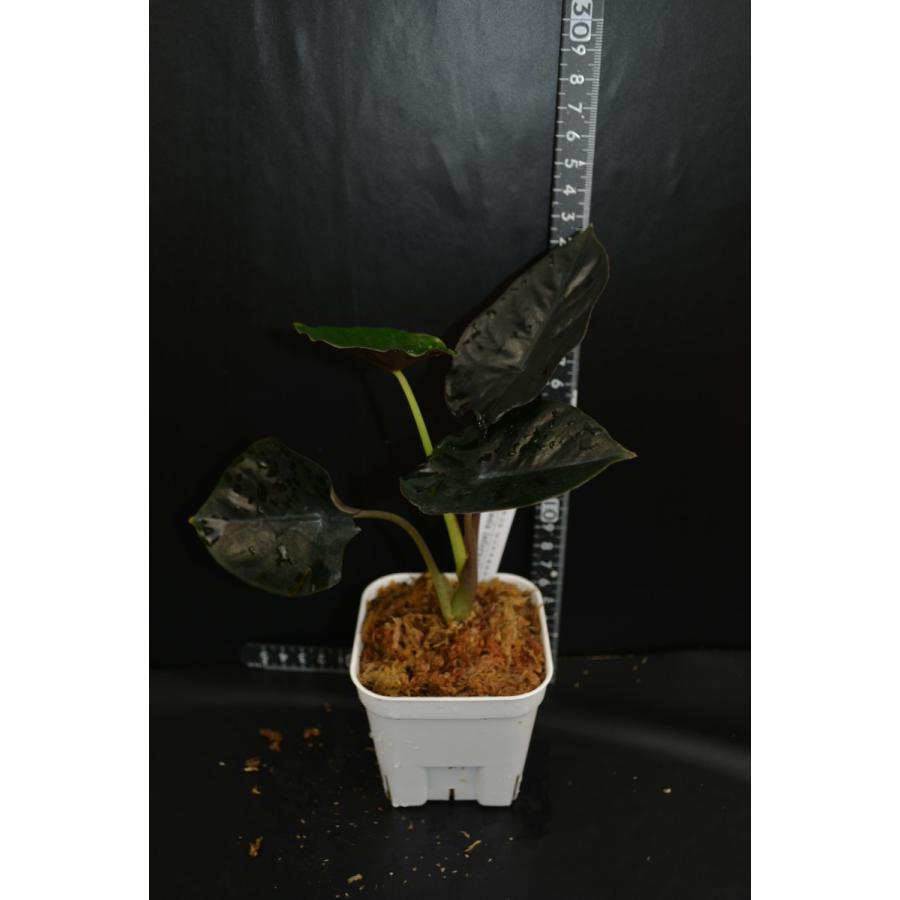 Alocasia infernalis アロカシア インフェルナリス 【観葉植物】輸入株 